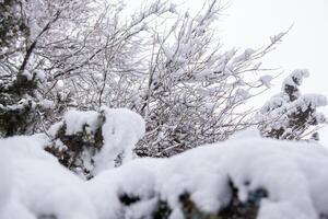 nieve cubierto arboles en el invierno bosque foto