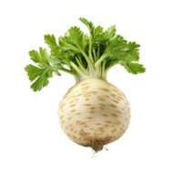 AI generated Celery root clip art png