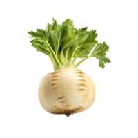 AI generated Celery root clip art png