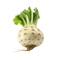 AI generated Celery root clip art png