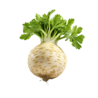 AI generated Celery root clip art png