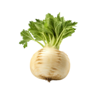 AI generated Celery root clip art png