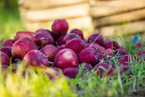 pile of red apples in the garden photo