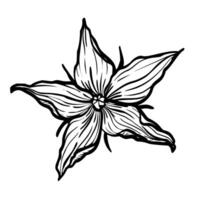 Tomato Flower vector illustration. Plant in line art style. Sketch of lycopersicum solanum in black and white colors. Etching of blooming herb painted by inks. Monochrome botanical engraving