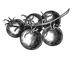 Cherry Tomato vector sketch. Hand drawn illustration with Branch of vegetables painted by black inks on isolated background. Engraving of vegetarian food. Drawing in line art style. Monochrome etchin