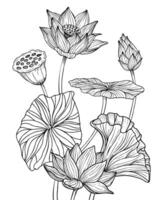 Lotus Flowers with leaves. Hand drawn vector illustration painted by black inks. Floral drawing of blooming waterlily for spa or Zen design. Etched botanical composition. Engraving for meditation