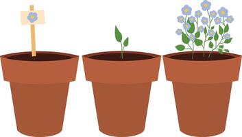 Pot plant life cycle isolated in white background. Flower pot plant life cycle with seeds growth vector