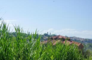 summer scene, nature in the summer day photo