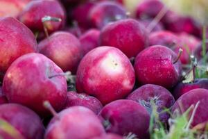 pile of red apples in the garden photo