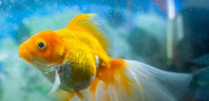 aquarium with fish, colored tropical fishes in aquarium, exotic fishes in aquarium photo