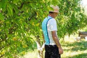 person in apple orchard, person in the garden photo