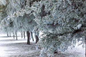 foggy landscape with snow, snow covered trees, cold winter scenery photo