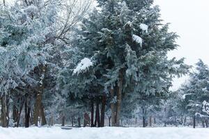 brumoso paisaje con nieve, nieve cubierto árboles, frío invierno paisaje foto