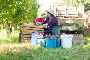 person in apple orchard, person in the garden photo