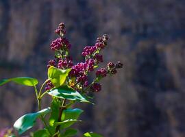 green nature in spring, spring scenery photo