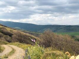 spring scenery, nature in spring photo