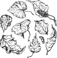 Sketch drawing of a birch leaf in black and white outline. Vintage combination of birch leaf. vector