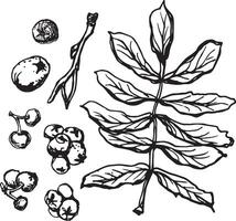 Rowan in hand drawn style on black background. Vintage line art closeup. vector