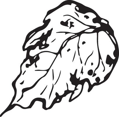 Sketch drawing of a birch leaf in black and white outline. Vintage combination of birch leaf.