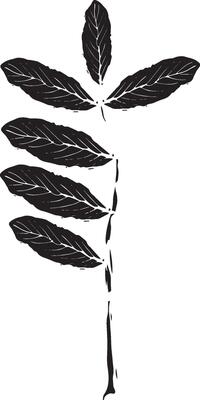 Rowan in hand drawn style on black background. Vintage line art closeup.