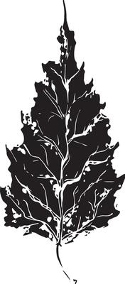 Sketch drawing of a birch leaf in black and white outline. Vintage combination of birch leaf.