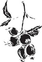 Hand drawn black rosehip. Vintage rosehip, great design for any purposes. vector