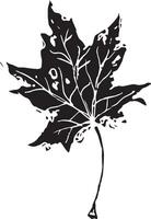 Sketch drawing of a maple leaf in black and white outline. Vintage maple, great design for any purposes. vector