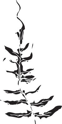 Sketch drawing of a fern in black and white outline. Vintage fern, great design for any purposes.