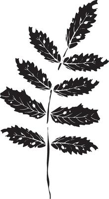 Rowan in hand drawn style on black background. Vintage line art closeup.