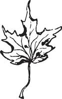 Sketch drawing of a maple leaf in black and white outline. Vintage maple, great design for any purposes. vector