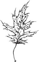 Sketch drawing of a oak leaf in black and white outline. Vintage oak, great design for any purposes. vector