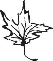 Sketch drawing of a maple leaf in black and white outline. Vintage maple, great design for any purposes. vector