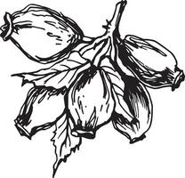 Hand drawn black rosehip. Vintage rosehip, great design for any purposes. vector