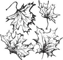 Sketch drawing of a maple leaf in black and white outline. Vintage maple, great design for any purposes. vector