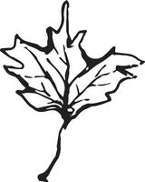 Sketch drawing of a maple leaf in black and white outline. Vintage maple, great design for any purposes. vector