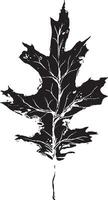 Sketch drawing of a oak leaf in black and white outline. Vintage oak, great design for any purposes. vector