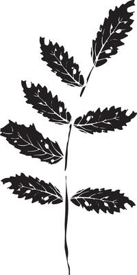 Rowan in hand drawn style on black background. Vintage line art closeup.