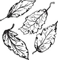 Hand drawn black leaves. Vintage leaf, great design for any purposes. vector