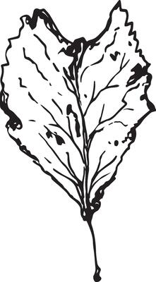Hand drawn black leaves. Vintage leaf, great design for any purposes.