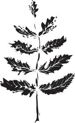Rowan in hand drawn style on black background. Vintage line art closeup.