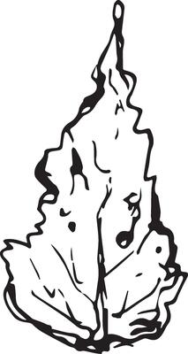 Sketch drawing of a birch leaf in black and white outline. Vintage combination of birch leaf.