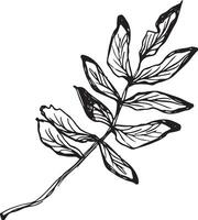 Rowan in hand drawn style on black background. Vintage line art closeup. vector