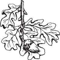 Sketch drawing of a oak leaf in black and white outline. Vintage oak, great design for any purposes. vector