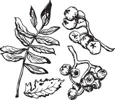 Rowan in hand drawn style on black background. Vintage line art closeup. vector