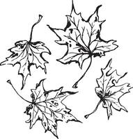 Sketch drawing of a maple leaf in black and white outline. Vintage maple, great design for any purposes. vector