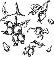 Hand drawn black rosehip. Vintage rosehip, great design for any purposes. vector