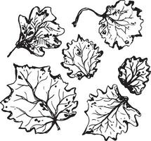 Hand drawn black leaves. Vintage leaf, great design for any purposes. vector