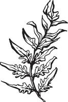 Sketch drawing of a fern in black and white outline. Vintage fern, great design for any purposes. vector