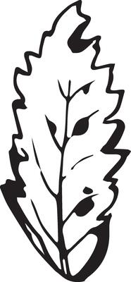 Rowan in hand drawn style on black background. Vintage line art closeup.
