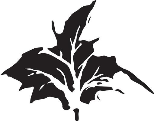 Sketch drawing of a maple leaf in black and white outline. Vintage maple, great design for any purposes.